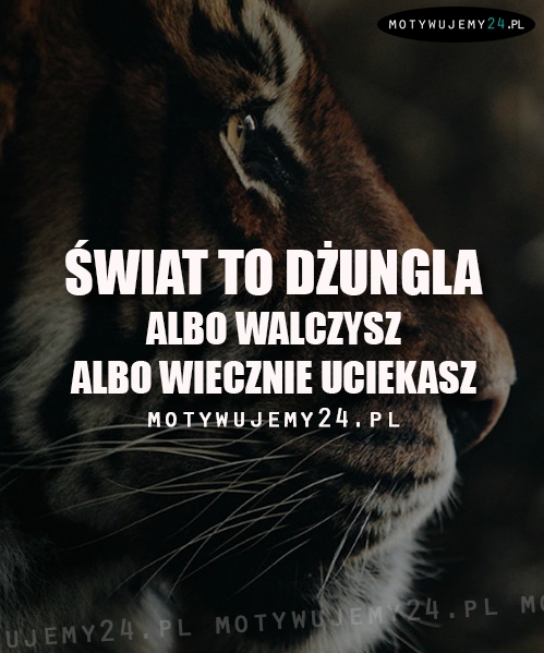 Świat to dżungla...