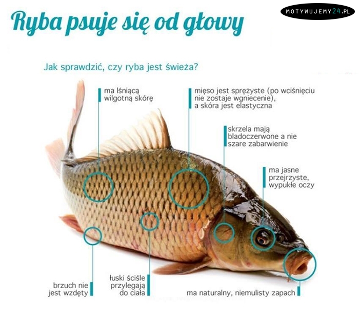 Przydatne wskazówki przy wybieraniu wigilijnej ryby