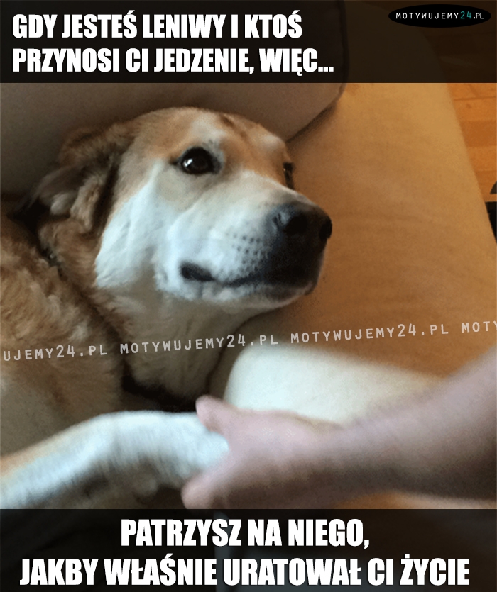 Gdy jesteś leniwy i ktoś przynosi Ci jedzenie...