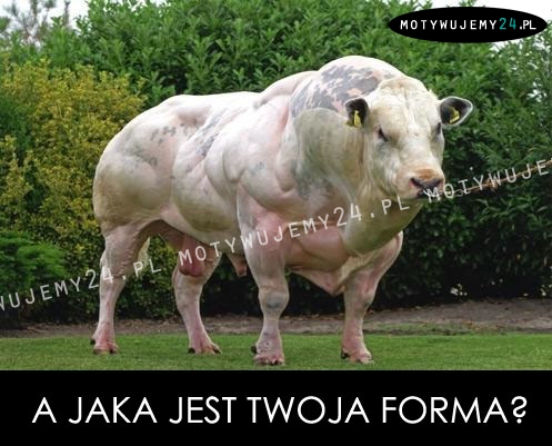 A Ty jaką masz formę?