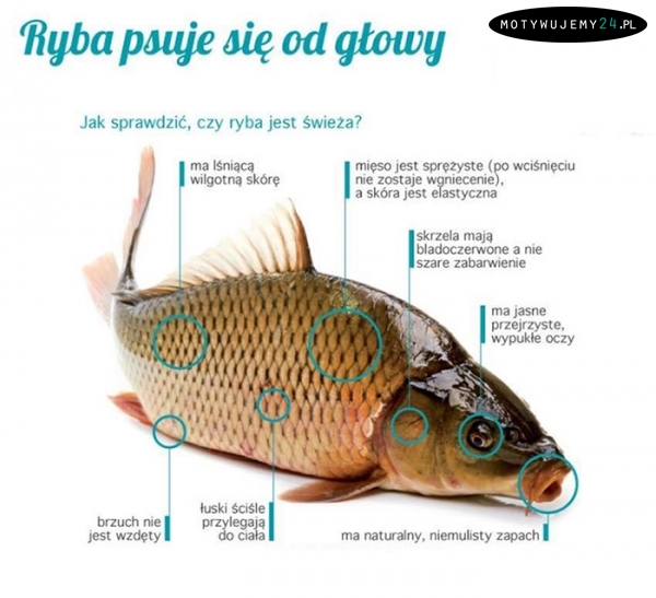 Przydatne wskazówki przy wybieraniu wigilijnej ryby